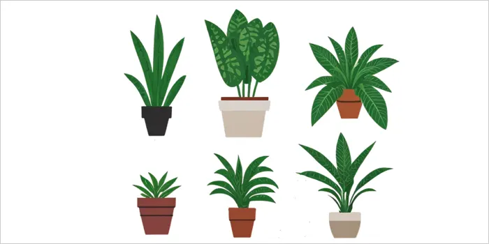 植物のイラスト